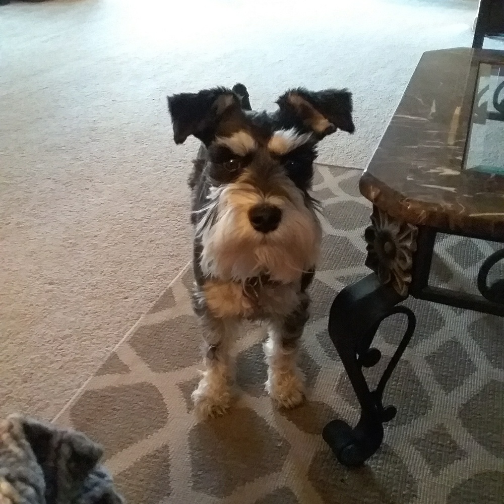 Meet your Posher, Tiffany